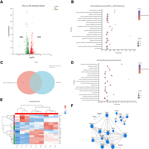 Figure 6 Dauricine treatment affects the expression of chemotaxis factors. (A) Volcano plots displaying variations in mRNA expression in LPS-stimulated primary microglia between the LPS and LPS + dauricine groups. n = 3 per group. (B) GO enrichment analysis between the LPS and LPS + dauricine groups. (C) Venn analysis between the LPS vs LPS + dauricine and chemotaxis sets. (D) GO enrichment analysis of chemotaxis set. (E) Heatmap of chemotaxis in the control, LPS, and LPS + dauricine groups. (F) Visual analysis of protein interaction network relationships of chemotaxis set.