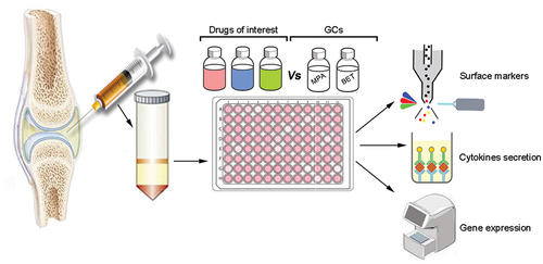 Figure 3. Schematic overview of ex-vivo system to analyze drugs effect on SFMCs derived from arthritis patients. The synovial cells are extracted and cultured ex-vivo with the drugs of interest. The activity of the drugs is then compared to control drugs with known mechanisms of action currently in use to treat joint disease (e.g., GCs: methylprednisolone (MPA) and betamethasone (BET)). Next, the cells are analyzed for changes of surface markers by flow cytometry, cytokine secretion, and gene expression. The effect of each drug on monocyte populations is then determined. This ex-vivo system could be used for analyzing the potential utilization of therapeutic agents for the treatment of different inflammatory arthritis types.