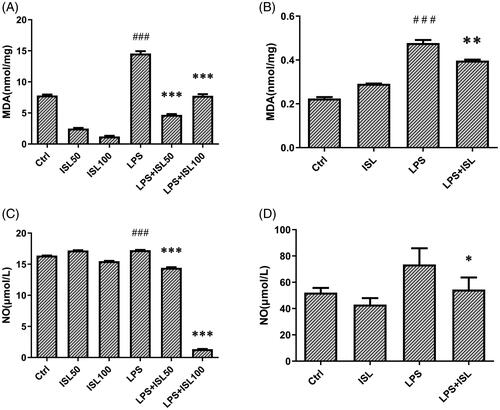 Figure 2. Measurement of MDA and nitric oxide after ISL treatment upon LPS induction. LPS induce AKI mice models were developed by intraperitoneal (i.p.) LPS injection. A total of 30 mice were randomly divided into six groups (n = 5): control, ISL, Fer, LPS, LPS plus ISL, and LPS plus Fer. An intraperitoneal injection of LPS (10 mg/kg) was made to induce septic AKI. ISL was administered via gavage at 50 mg/kg 30 min before LPS injection. HK2 cells were treated with 50 μM or 100 μM ISL for 5 h, before septic AKI was induced using 2 μg/mL LPS. Cells were collected 24 h after LPS inducing. And the cell experiments were repeated at three times. (A) MDA measurement of mice kidney tissue homogenate. (B) MDA measurement of HK2 cell homogenate. (C) Nitric Oxide Assay of murine serum. (D) Nitric Oxide Assay of HK2 cell supernatant. ‘*’ means compared with the LPS group and p < 0.05. ‘**’ means compared with the LPS group and p < 0.01. ‘***’ means compared with the LPS group and p < 0.001. ‘#’ means compared with the control group and p < 0.05. ‘##’ means compared with the control group and p < 0.01. ‘###’ means compared with the control group and p < 0.001.