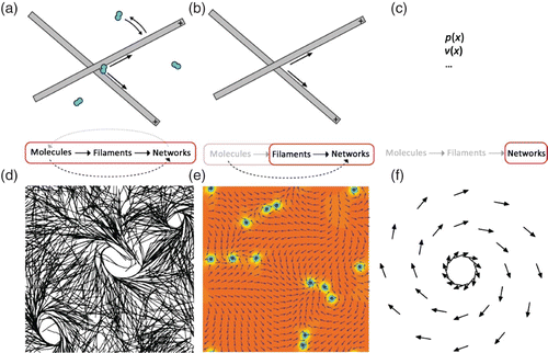 Figure 14. The interplay between MTs and respective motor proteins can be modeled on different scales. Microscopic models (left panel) allow tracing back the network level behavior to molecular interactions but do not reach the level of abstraction needed for a fully analytical description. Macroscopic models (right panel) are much more phenomenological in their origin but they are able to deliver analytical descriptions. A certain kind of compromise is presented by mesoscopic models (center panel) that start from the molecular level but use strong coarse-graining, (d) was adapted from Citation161, (e) was taken from Citation159 (with permission from Igor Aronson), (f) was inspired by Citation157.