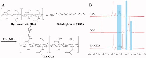 Figure 2. (A) Synthetic scheme for HA–ODA; (B) 1H NMR spectra of HA, ODA, and HA–ODA.