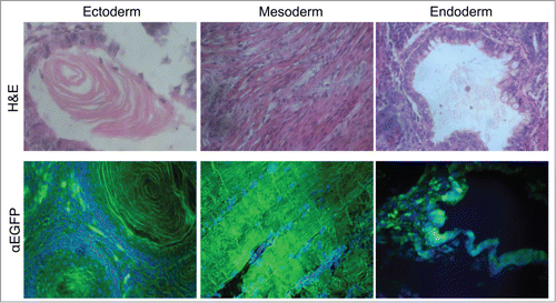 Figure 2. Multilineage differentiation capacity of the EGFP-HAC ES cells within teratomas, exemplified by the formation of ciliated epithelium (ectoderm germ layer), skeletal muscles (mesoderm germ layer), and gut epithelium (endoderm germ layer), all showing EGFP expression following immunofluorescent staining (lower row). H&E – hematoxylin-eosin staining (upper row).