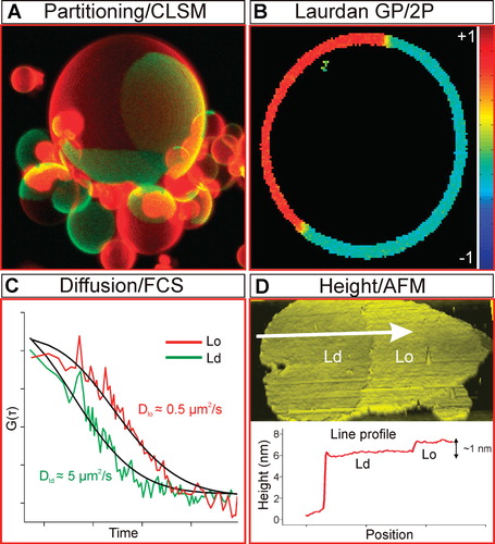 Figure 4. Phase Properties in GUVs. (A) 3D confocal image of phase separation in GUVs composed of DOPC/BSM/Chol (2:2:1; dyes are same as Figure 2A). (B) Laurdan GP image of a phase separated GUV (same composition as [A]). Ordered phases have higher GP values. (C) Diffusion of a fluorescent molecule in Lo and Ld phases of Giant Unilamellar Vesicles (GUVs) quantified by fluorescence correlation spectroscopy (same composition as [A]). Diffusion is approximately an order of magnitude slower in the Lo phase. (D) Height profile of a burst GUV (same composition as [A]) obtained by AFM. The Lo phase is thicker than Ld phase by about 1 nm. This Figure is reproduced in colour in the online version of Molecular Membrane Biology.