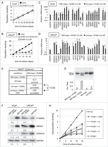 Figure 5. Blunted induction of dormancy by androgens in cells cultured at medium cell density. (A and B) Cumulated cell population doublings of VCaP and LNCaP* cells, respectively, grown under MD-hypo condition in the presence of none or R1881 as indicated. Data are derived from 2 independent experiments. (C and D) Differential effects of R1881 (0.2 nM) on the expression of the dormancy signature genes depending on density of cultured VCaP and LNCaP* cells, respectively. Values are the mean ± sd of 2 independent RT-qPCR experiments with value measured under MD-hypo condition being set at 1. Asterisks indicated statistical significance for the differences in mRNA levels between cells cultured at low (LD-hypo + R1881 for 7 days) and medium (MD-hypo + R1881 for 11 days) density. (E) Pearson correlation coefficients between the expression profile of the dormancy signature genes induced by a R1881 treatment of LNCaP* cultured at medium cell density for 11 d (MD-hypo + 0.2 nM R1881) and those induced by other indicated cell culture conditions. Values are from data used in Fig. S1, 4C and 5D. (F) Western blot analysis of SMAD phosphorylation and SMAD1 and CDKN1A expression in LNCaP* and VCaP cells according to the indicated culture conditions. Numbers indicate the relative levels of GADPH or the relative amount of the indicated proteins normalized by GAPDH levels. (G) Oxidation level of the GRX1-roGFP2 sensor in LNCaP* cells treated by 0.2 nM of R1881 for 11 d at medium cell density. The lower panel indicates the ox/red ratio of GRX1-roGFP2 under the indicated cell culture conditions. Values (mean ± sd) were derived from 3 independently transduced cell populations. (H) Cumulated cell population doubling of LNCaP* cells grown at medium cell density (MD-hypo) in the presence of none, 0.2 nM R1881, 0.2 µM K02288 (K), 0.2 µM SB505124 (S) and 8 mM glutathione (G) or their combination as indicated. Data are averaged from 2 independent experiments.