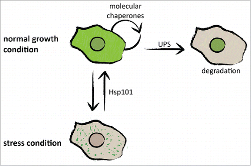 FIGURE 3. Molecular mechanisms controlling protein aggregation in D. discoideum. D. discoideum cells have evolved at least 2 mechanisms to control protein aggregation. During normal growth conditions, proteins are kept soluble by molecular chaperones and can be degraded in the nucleus. The disaggregase Hsp101, probably in combination with other chaperones, can rescue stress-induced protein aggregation and restore cellular integrity.