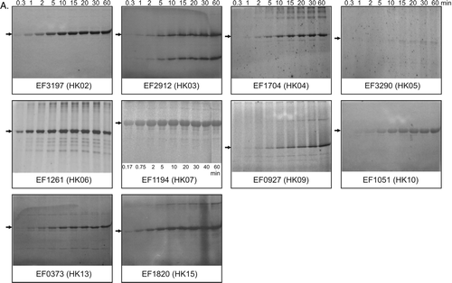 Figure 4.  Autophosphorylation activities of purified intact sensor kinases. Purified proteins (600–1000 pmoles) were added to reaction buffer, and autophosphorylation initiated using radiolabelled ATP in a total reaction volume of 150 µl, as described in Methods. Sample volumes (15 µl) were removed at the time points indicated. (A) Image and (B) quantitative representation of the data for each radiolabelled phosphorylated protein during autophosphorylation. Phosphorylating proteins (shown by the arrows) were verified by mass determinations and comparisons with Western data. Graphs show the pixel counts relative to the maximum value attained during the assays.