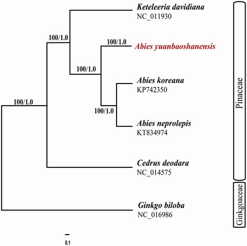 Figure 1. Phylogram of Abies yuanbaoshanensis obtained from the maximum likelihood analysis of the whole chloroplast genome sequences. Numbers on branches are support values [maximum likelihood bootstrap values (BSML)/Bayesian inference posterior probability values (PPBI)].