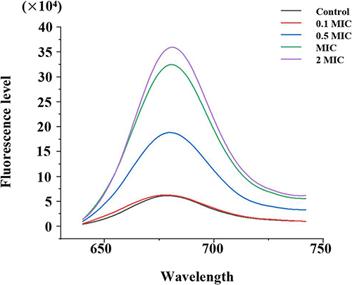 Figure 1 Membrane potential changes upon menthone treatment at concentrations of 0.1×, 0.5×, 1× and 2× MIC.