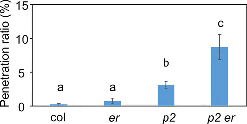 Fig. 1. Quantitative analysis of penetration resistance to M. oryzae in Arabidopsis mutants.