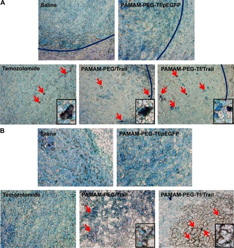 Figure 7 In vivo tumor apoptosis detection.