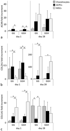 Figure 4 mRNA expression of chondrogenic genes relative to the housekeeping gene (HPRT), for chondrocytes, ACPCs, and MSCs, within the two hydrogel formulations (GG and GGH, N = 3, n = 3). After 28 days of culture, aggrecan (ACAN) expression of chondrocytes in hydrogel GGH was lower compared to ACPCs and MSCs in this hydrogel formulation (a). Collagen type II (COL2A1) gene expression increased for all cell types with culture, but highest mRNA levels were measured in MSC-laden constructs at day 28, please note the different scale on the y-axes. (b). Collagen type I (COL1A1) expression was highest for MSCs at day 1, but at day 28 similar levels were measured for all cell types in formulation GGH, while a lower expression was observed for ACPCs in formulation GG (c). No significant differences were observed between formulation GG and GGH for any of the cell types. Values represent the mean ± standard deviation. With G = 10% gelMA, GG = 10% gelMA + 0.5% gellan gum, and GGH = 9.5% gelMA + 0.5% gellan gum + 0.5% HAMA. * Indicates a significant difference (p < 0.025).