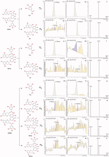 Figure 5. Identification of gallated theaflavins metabolites in the absorptive transport of Caco-2 monolayers. A, D, G, J, M, P, S, V, the chromatograms of gallated theaflavins metabolites in the apical side; B, E, H, K, N, Q, T, W, the chromatograms of gallated theaflavins metabolites in the basolateral side; C, F, I, L, O, R, U, X, the fragmentation patterns of gallated theaflavins metabolite.