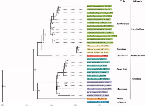 Figure 1. Phylogenetic tree reconstruction of 28 taxa using maximum likelihood (ML) methods based on the chloroplast genome sequences. Numbers in parentheses at each node are bootstrap supports (%).