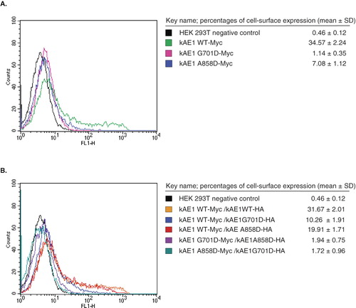 Figure 3.  Cell-surface expression of Myc557-tagged kAE1 in transfected HEK 293T cells measured by flow cytometry. The transfected cells were incubated with mouse anti-Myc antibody followed by anti-mouse immunoglobulin G antibody conjugated with Alexa 488. Fluorescence intensity was detected by flow cytometry with kAE1-positive cells showing heterogeneous expression above background levels. (A) HEK 293T expressing cells kAE1 WT-Myc (green), kAE1 G701D-Myc (pink), and kAE1 A858D-Myc (blue). (B) HEK 293T cells expressing kAE1 WT-Myc and kAE1 WT-HA (orange), kAE1 WT-Myc and kAE1 G701D-HA (blue), kAE1 WT-Myc and kAE1 A858D-HA (red), kAE1 G701D-HA and kAE1 A858D-HA (purple), and kAE1 A858D-Myc and kAE1 G701D-HA (greenish blue). The experiments were conducted in triplicates and percentages of cell-surface expression of Myc557-tagged kAE1 (mean ± SD) were shown. (This figure is reproduced in colour in Molecular Membrane Biology online.)