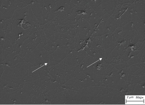 Figure 5. Extracellular matrix derived from HCECL-12 cell line.The extracellular matrix showed long collagen-like fibrillary structures marked with white arrow.Scale bar = 2 μm.