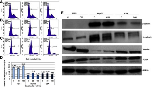 Figure 3 Propidium iodide (PI) 488 assay analysis.Notes: Effect of C60 on the number (percentage) of (A) HS-5, (B) HepG2 or (C) C3A cells in the cycle phases. (D) Relative HS-5, HepG2 and C3A cell population in G2/M cycle (%). (E) Western blot analysis of β-catenin, N-cadherin, vinculin and PCNA. GAPDH was used as a loading control.Abbreviations: C60, fullerenes; GAPDH, glyceraldehyde 3-phosphate dehydrogenase; PCNA, proliferating cell nuclear antigen.