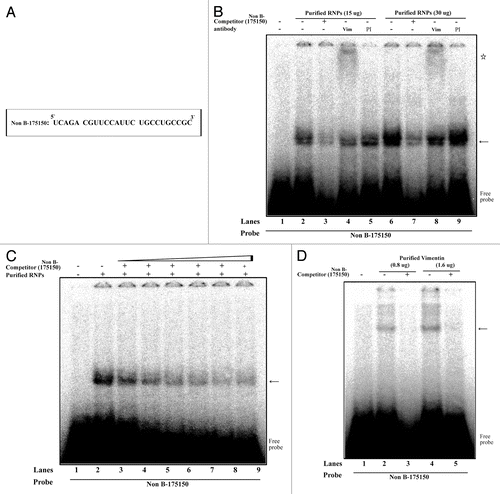 Figure 5. Interaction of vimentin with 175–150 RNA derived from the mouse MOR 5′-UTR. (A) The 25 bp of RNA sequence derived from mouse MOR 5′-UTR (between -175 and -150). (B) REMSAs were performed using 32P-labeled Non B-175150 as a probe with non-labeled purified RNPs by RNA-affinity purification. Lane 1, probe alone; lanes 2 and 5, purified RNPs without antibody; lanes 3 and 7, self-competitor without antibody; lanes 4 and 8, anti-vimentin; lanes 6 and 9, preimmune serum (PI). The arrow indicates the protein-RNA complexes and the star symbol indicates the shifted band corresponding to the probe. (C) Competitive REMSA experiments performed to assess the displacement of the probe complexed with the protein in the presence of excess molar concentrations (10, 50, 100, 150, 200 and 250×) of the unlabelled Non B-175150 oligonucleotide. The arrow indicates the protein-RNA complexes (D) REMSAs were performed using 32P-labeled Non B-175150 as a probe with non-labeled purified vimentin. Lane 1, probe alone; lanes 2 and 4, purified vimentin without competitor; lanes 3 and 5, purified vimentin with self-competitor. The arrow indicates the vimentin-RNA complexes. These data are representative of 2 independent experiments.