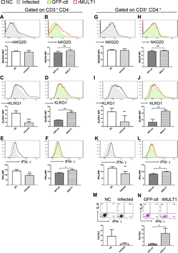 Figure 9 Impact of (A, C, E, G, I, K, M) infection and (B, D, F, H, J, L, N) rMULT1 DNA treatment on liver T-cell phenotype in mice with S. japonicum infection. Flow cytometry data revealed unchanged NKG2D levels on hepatic (A and B) CD8+ T and (G and H) CD4+ T cells in response to either (A and G) infection or (B and H) consequent treatment with rMULT1 DNA. Both CD8+ T and CD4+ T cells exhibited downregulated surface expression of (C and I) KLRG1 and (E and K) IFN-γ production upon S. japonicum infection, which were reversed by rMULT1 DNA treatment (D, J, F and L). (M and N) Combined staining of CD4+ T cells with intracellular IFN-γ and IL-4 revealed (M) a significantly descent in Th1/Th2 ratio in liver CD4+ T cells due to infection and (N) a restore of that in treated mice. Open dark line, health control; filled grey line, infected; open red line, rMULT1 DNA; filled green line, vehicle DNA in all representative histograms. Data are representative of 4–6 animals per subgroup and 3 independent experiments. Comparisons were between rMULT1 and GFP-ctl, *P<0.05, **P<0.01 and ***P<0.001.