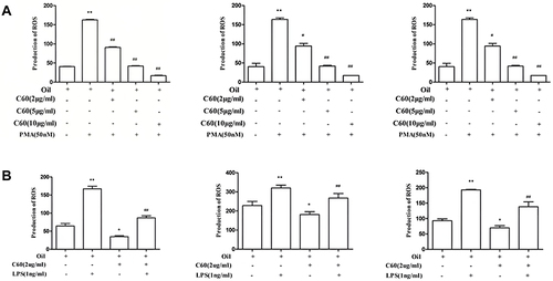 Figure 3 Effect of C60-Oil on respiratory burst in human neutrophils. (A) Effect of C60-Oil on respiratory burst in human neutrophils (± s, n=3). ** P < 0.01 vs the Oil group; # P < 0.05 vs the PMA group; ## P < 0.01 vs the PMA group. (B) Effect of C60-Oil on the foreign particle–induced respiratory burst in human neutrophils (± s, n=3). * P < 0.05 vs the Oil group, ** P < 0.01 vs the Oil group; # P < 0.05 vs the LPS group; ## P < 0.01 vs the LPS group.