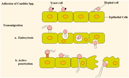 Figure 2. Diagrammatic description of vaginal colonization of Candida spp.