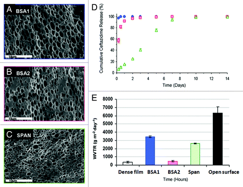 Figure 4. (A–C) SEM fractographs demonstrating the microstructure of wound dressings based on formulations BSA1, BSA2 and SPAN, respectively. (D) The controlled release of the antibiotic drug ceftazidime from the three studied wound dressings and (E) water vapor transmission rates, corresponding to each sample, together with these obtained from a dense (non-porous) PDLGA (50/50, MW 100 KDa) film () and from an uncovered surface.Citation70