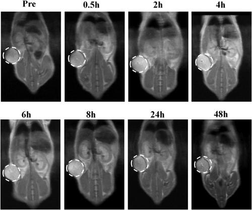Figure 6. In vivo T1-weighted MRI of 143B tumor-bearing mice after 0.5, 2, 4, 6, 8, 24, and 48 h injection of MnO2@PA NPs oligomer.