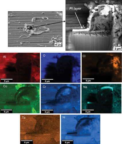 Figure 12. Cross-sectional EDS map of C-ring salted with NaCl and exposed in air for 50 hours.