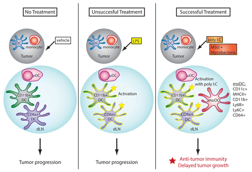 Figure 1. Role of monocyte-derived dendritic cells in anticancer immune responses. The activation of antitumor immune responses is associated with the appearance of monocyte-derived dendritic cells (moDCs) in tumor-draining lymph nodes (dLNs). Conversely, “steady-state” DCs are generally unable to sustain antitumor immunity. MoDCs are defined by the co-expression of DC (e.g., CD11c and high levels of MHC class II molecules) and monocyte (e.g., CD64, Ly6C and Ly6B) markers, by their DC-like morphology, and by their elevated immunostimulatory activity in vitro.