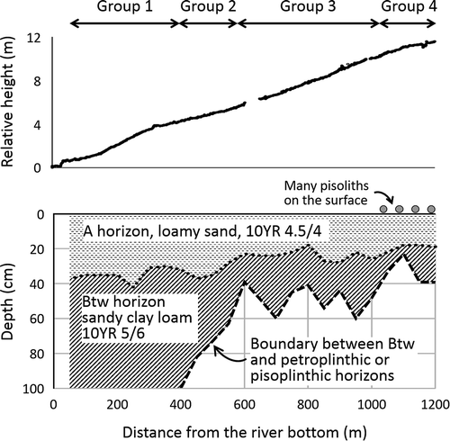 Figure 1. Topography (top panel) and soil profiles (bottom panel) on the line transect.Soil profiles were surveyed with a 1 m-long hand auger. Soil color was recorded in the moist condition using the Munsell Soil Color Charts.