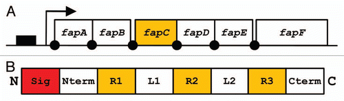 Figure 5 (A) Organization of the fap operon. Promoter region indicated as solid box, protein coding sequences indicated by open boxes. Arrow indicates transcription start site and solid dots are potential ribosomal binding sites. (B) Schematic representation of FapC. The N-terminal signal sequence (Sig) is cleaved off during translocation to the outer membrane, an N-terminal domain (Nterm), three repeats (R1–3) separated by two linker regions (L1–2) and a C-terminal tail (Cterm).