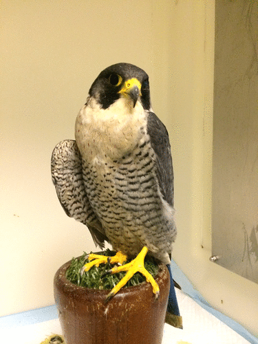 Peregrine falcon showing wing drop. On admission it received butorphanol, and on examination and x-rays, it was discovered to be a soft tissue injury. The patient was started on oral meloxicam and tramadol. This bird always positioned itself with its good wing towards us and its damaged wing away from us (guarding/ self preservation behaviour).