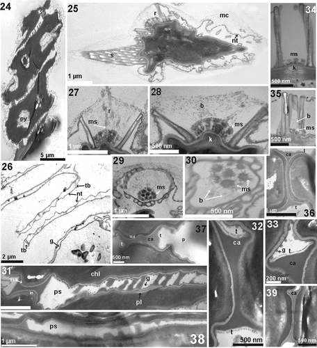 Figs 24–39. Transmission electron microscopy of Desmodesmus pseudoperforatus AICB 1155 (Figs 24–33), AICB 1572 (Figs 38, 39) and D. tropicus AICB 1471 (Figs 34, 37), AICB 1138 (Figs 35, 36). b = bristles; ca = coenobial adhesive; chl = chloroplast; g = granules; in = inner layer adjacent to the plasmalemma; k = cell wall thickening at the bottom of the rosettes; mc = mucilaginous sheath; ms = mushroom-like structures; nt = hexagonal mesh sustained by tubular structures; p = perforations; pl = plasmalemma; ps = pseudoperforations; py = pyrenoid; r = rosettes; s = spine; t = fibrillar layer; tb = tubular structures; TLS = trilaminar structure.