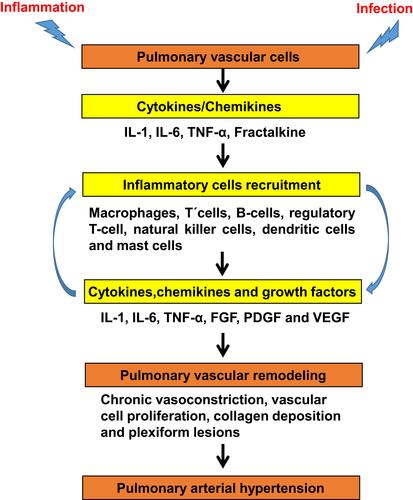 Figure 2 Schematic illustration of inflammation and infection-mediated vascular remodeling: upon stimulation by infection and/or inflammation, lung vascular cells produce and release inflammatory mediators (chemokines and cytokines), thereby recruiting the inflammatory cells. Under the coordination of inflammatory mediators, inflammatory cells can promote the release of cytokines and chemokines, which leads to chronic vasoconstriction, vascular remodeling by vascular cell proliferation, collagen deposition and plexiform lesions. The progressive process causes pulmonary arterial hypertension.