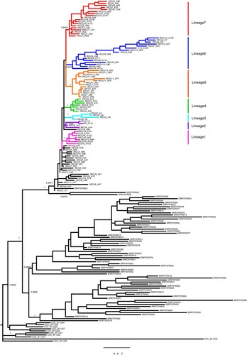 Figure 3. Bayesian phylogeny combined with C. auris from Shenyang and South Africa. A Bayesian phylogenetic tree was generated using MrBayes v3.2 (10 million generations) based on 762 SNPs. The GTR model of nucleotide substitution and γ-distributed rates among sites was adopted. Among a total of 168 samples, 93 were from Shenyang, 10 were from South Africa, and 65 were from the UK.