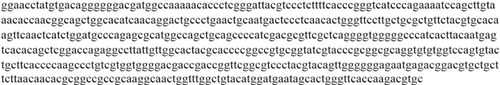 Figure 1 Whole sequence of truncated form HCV1b-E2 gene.