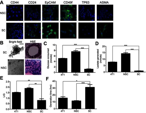 Figure 2 The characters of SCs and NSCs. (A) The surface markers of SCs and NSCs. The results were confirmed by 3 independent experiments. The scale bar=50 μm. (B) Under 3D culture, SC cells formed acinar-like colony while NSC cells did not form such colonies. The results were confirmed by 3 independent experiments. The scale bar=50 μm. (C–F) Glycolysis and cell growth rate of bulky 4T1, NSCs, and SCs. Data are mean ± SEM, n=9, from 3 independent experiments.