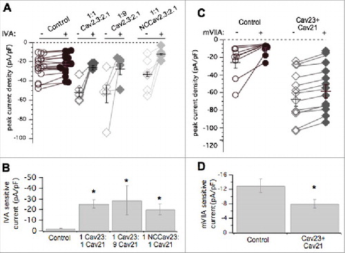 Figure 5. Pharmacological dissection of enhanced calcium currents when both CaV2.3 and CaV2.1 are expressed in SCG neurons. (A), Summary of control (open, -) and ω-Agatoxin IVA inhibited (filled, +) current amplitudes in uninjected (○, •; n = 17) SCG neurons and those expressing CaV2.3 and CaV2.1- at 1:1 (⋄, ♦□; n = 5) and 1:9 (⋄, ♦□; n = 5) ratio of cDNA injected, and NCCAV2.3 with CaV2.1 (⋄, ♦□; n = 6). Averages ± standard errors are also indicated as black lines with error bars for each group. (B), Bar graph illustrating average (±SEM) current density inhibited by ω-Agatoxin IVA (total – remaining current) in each group. * indicates p < 0.05 compared to uninjected controls. (C), Summary of control (open, -) and ω-conotoxin mVIIA inhibited (filled, +) current amplitudes in uninjected (○, •; n = 8) SCG neurons and those expressing CaV2.3 and CaV2.1 together (⋄, ♦□; n = 13). Averages ± standard errors are also indicated as black lines with error bars for each group. (D), Bar graph illustrating average (±SEM) current density inhibited by ω-conotoxin mVIIA (total – remaining current) in each group. * indicates p < 0.05 compared to uninjected controls.