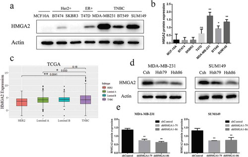 Figure 1. Increased expression of HMGA2 in TNBC cell lines and successful construction of shHMGA2 cell lines