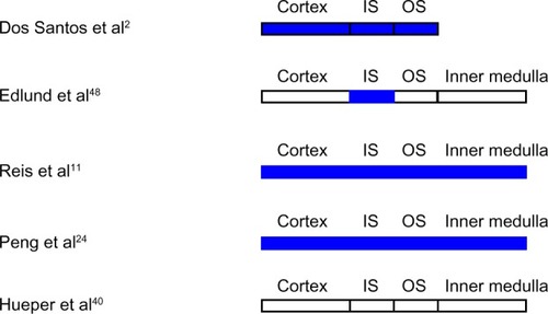 Figure 2 Intrarenal oxygenation in animal models of diabetes mellitus studied by blood oxygen level-dependent magnetic resonance imaging.