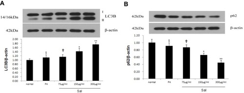 Figure 3 Sal reinforced autophagy in PA-stimulated hepatic L02 cells.