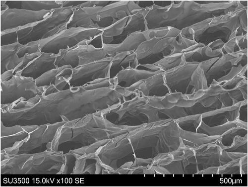 Figure 3. Morphology of lyophilized hydrogel stent cross-section analyzed by SEM.