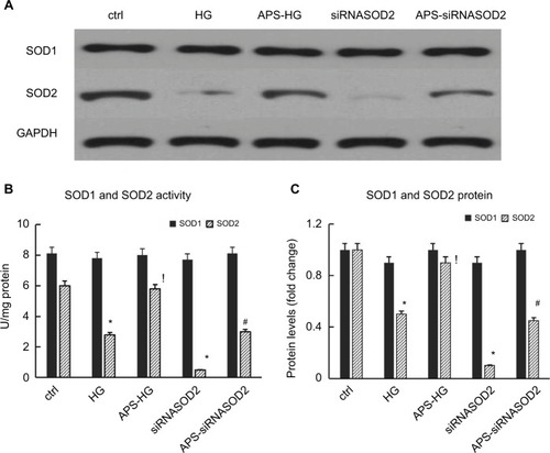Figure 5 APS enhanced the SOD2 protein expression and activity in H9C2 cells induced by high glucose or silencing of SOD2.