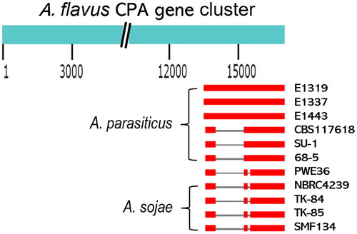 Figure 2. Schematic representations of deletions in the CPA gene clusters of Aspergillus parasiticus isolates, PWE36, and Aspergillus sojae strains. The CPA gene cluster of Aspergillus flavus AF36 (16.8 kb) was used as the alignment template. The comparisons on the lower panel were drawn to scale. Blank space indicates deleted portions. Grey lines are nonhomologous regions of replacement and the 112 bp deletions. Thick red lines are highly homologous sequences.