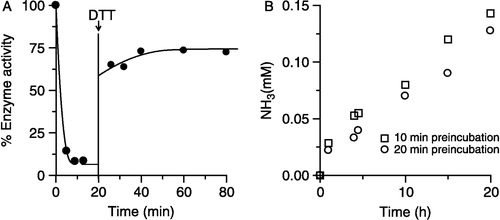 Figure 4 Reactivation progress curves of inhibited urease by pBQ. A) reactivation by addition of DTT B) reactivation by 50-fold dilution in 50 mM urea.