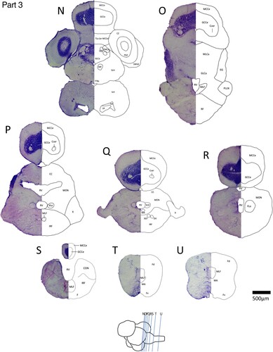 Figure 2. Part 3, Representative coronal brain sections of the spotty wrasse, rostral to caudal (N–U). See Figure 2 Parts 1 and 2 for images A–G and H–M, respectively.
