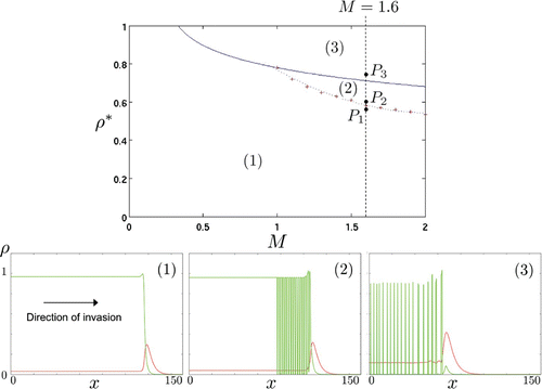 Figure 5. Types of travelling wave solutions for the go-or-grow model under mechanism M1. (Top) Parameter regions of (M, ρ*)-plane corresponding to different behaviours of the solutions ρ1 and ρ2 (for a fixed value of the sharpness parameter (α=4)). Region 3 is defined as unstable to diffusion-driven processes (i.e. condition (Equation12) is satisfied) and corresponds to simple travelling wave solutions. The dotted line that separates regions 1 and 2 is the result of numerical investigation. In region 2, solutions are characterized by an oscillatory profile of the moving front, where peaks of immotile cells form and remain as fixed patterns after the front went past. In region 3, the solutions degenerate behind the moving front into irregular spatio-temporal oscillations with no apparent order. (Bottom) Snapshots at time t≃377 of the density profiles of the motile (ρ1 – red line) and static (ρ2 – green line) populations corresponding to the points P i in the top graph. The value of M is kept fixed while ρ* is increased from left to right, which corresponds to the vertical path between P 1 and P 3 in the top graph. (Left) Simple travelling wave solutions – P 1=(1.6, 0.57) in region 1. Note the small peak of the static population at the edge of the front. (Centre) Oscillatory moving front – P 2=(1.6, 0.6)) in region 2. The oscillatory nature of the peak results in the formation of stationary patterns of immotile cells behind the moving front. (Right) Irregular spatio-temporal oscillations behind the moving front – P 3=(1.6, 0.75) in region 3.