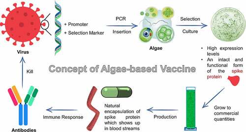 Figure 1. Concept of algae-based vaccine being developed by TransAlgae
