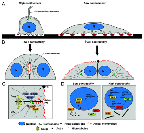 Figure 1. Models for matrix-mediated control of cell polarity and epithelial morphogenesis. (A) Cell confinement modulates cell spreading, focal adhesion formation and F-actin stress fiber polymerization and contraction. Cells in high confinement or low stiffness spread poorly and do not form contractile fibers. In low confinement (or stiff matrices) cells extend their surface and form large actin stress fibers and focal adhesions. The orientation of the centrosome changes from the apical (dorsal) region of the cell in high confinement to the basal (ventral) region in low confinement and controls ciliogenesis. (B) Cell confinement induces formation of lumens between adjacent cells. In low confinement, cell contractility prevents centrosome orientation toward the junctions and lumen initiation. (C) The mechanism of lumen initiation activates Cdc42 and Rab8 through GEFs localized to the Golgi and the centrosome that are polarized toward the junctions in high confinement. (D) Transcription factors such as YAP/TAZ, SRF-coactivator MAL and β-catenin present changes in their nuclear localization regulated by F-actin fiber polymerization and contractility. In high confinement, G-actin levels are high and induce MAL transport to the nucleus where it induces SRF-mediated transcription of MAL target genes. High confinement also induces YAP/TAZ phosphorylation and prevents its nuclear localization. In contrast, high contractility induces actin polymerization and stress fiber formation, and prevents MAL nuclear shuttling, while it induces YAP/TAZ transport to the nucleus.