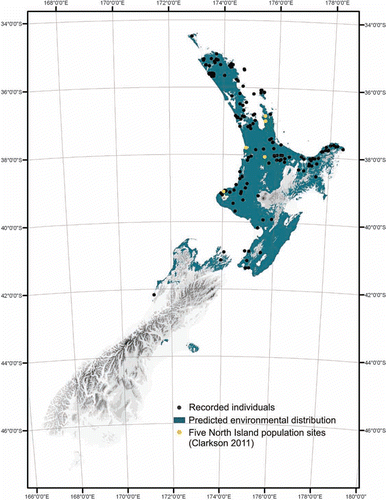 Figure 4  Observed distribution (recorded individuals; n=221) of Pittosporum cornifolium including the five North Island population sites researched by F.M. Clarkson (Citation2011), and predicted environmental distribution based on environmental variables (total annual rainfall, mean October vapour pressure deficits at 0900 h, mean annual temperature, mean minimum daily temperature of the coldest month, elevation, mean annual solar radiation and mean minimum daily solar radiation in June).