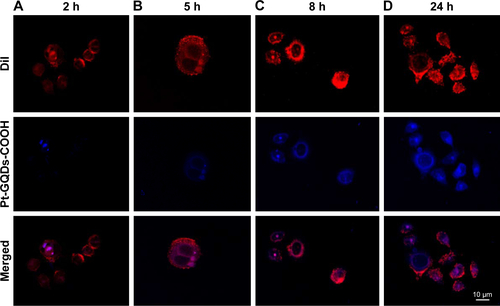 Figure S4 Localization of the nanoplatform in cells. Pt-GQDs-COOH was used as control. HSC3 was incubated with Pt-GQDs-COOH (1 μM) for 2, 5, 8, and 24 hours, respectively (A–D). Cell membranes were stained in red with Dil dye, and the blue luminescence of Pt-GQDs-COOH was excited at 405 nm under CLSM.Abbreviations: GQDs, graphene quantum dots; CLSM, confocal laser scanning microscopy; Dil, 1,1′-Dioctadecyl-3,3,3′,3′-tetramethylindocarbocyanine perchlorate.